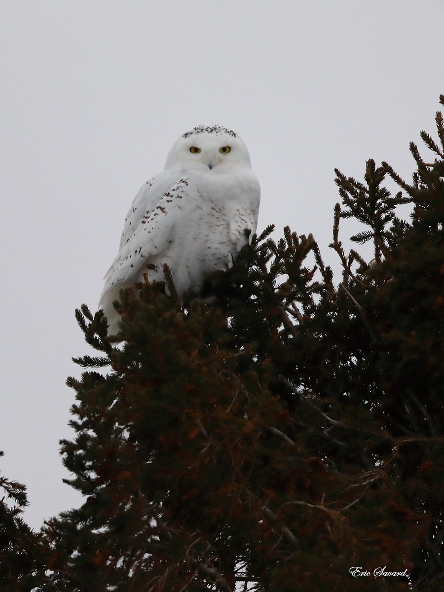 Snowy Owl - ML124906111