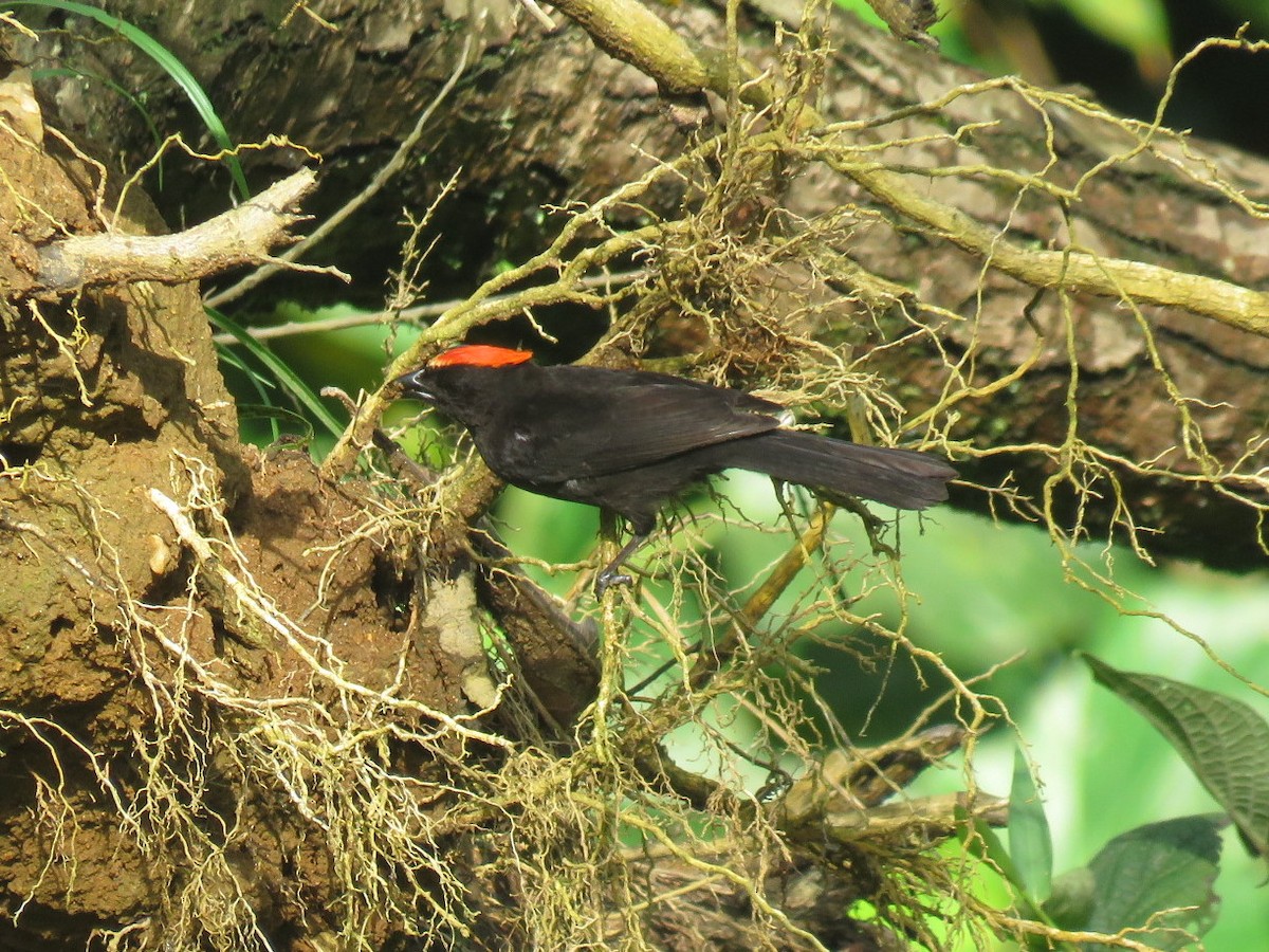 Flame-crested Tanager (Flame-crested) - ML124906591