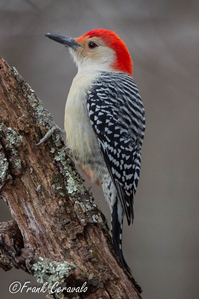 Red-bellied Woodpecker - ML124910961
