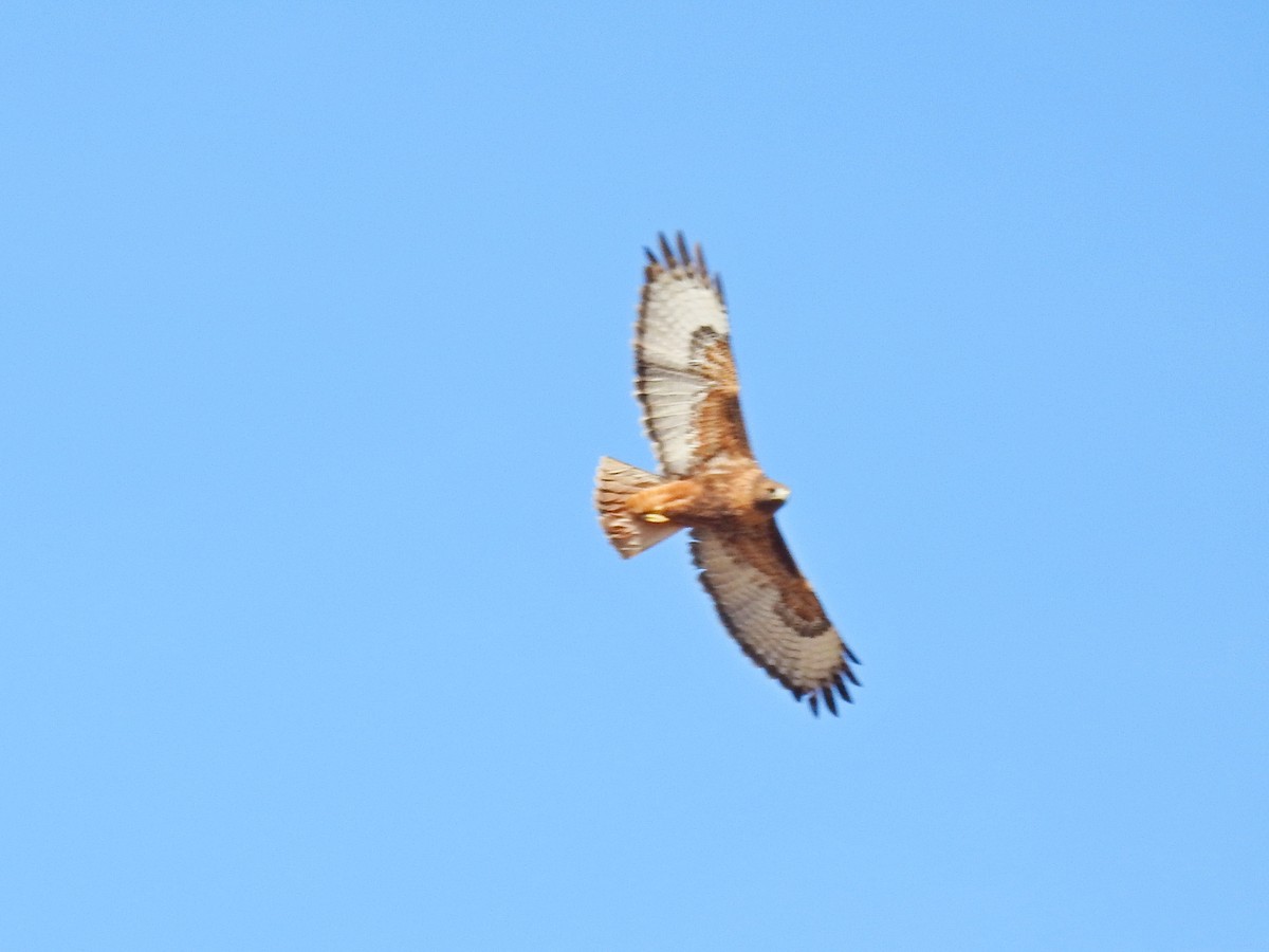 Red-tailed Hawk - Bill Ypsilantis