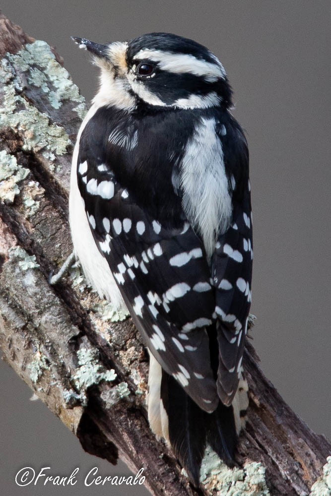 Downy Woodpecker (Eastern) - ML124911281