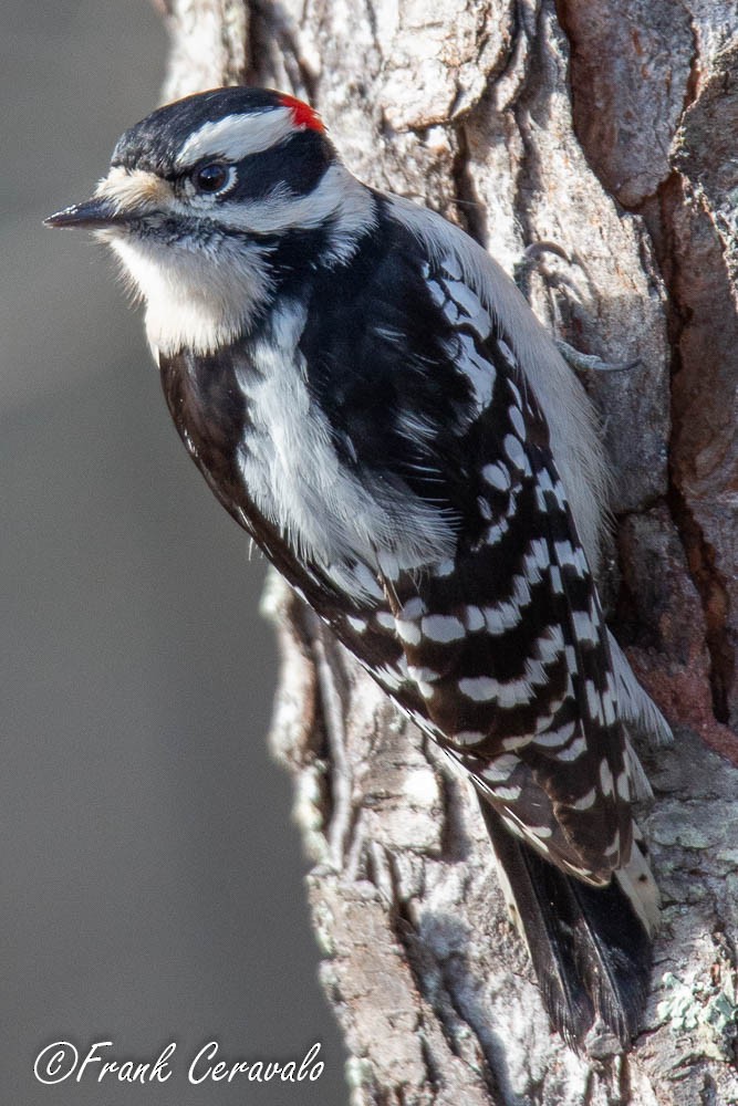 Downy Woodpecker (Eastern) - ML124911291