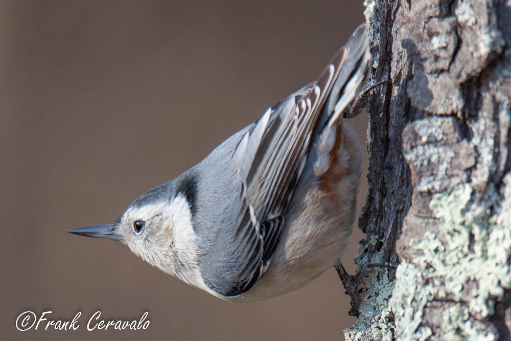 White-breasted Nuthatch (Eastern) - ML124911431