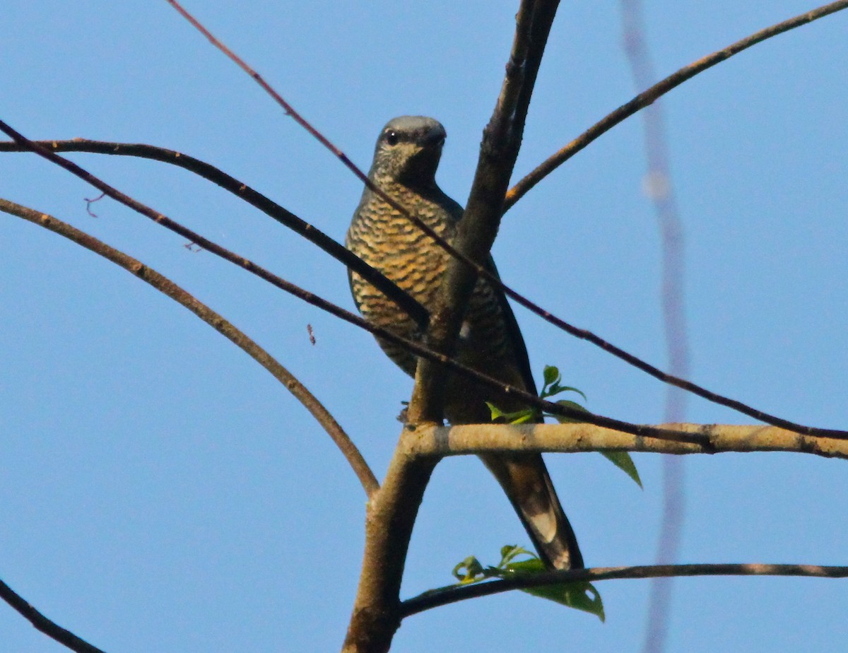 Sulawesi Cicadabird - ML124914051