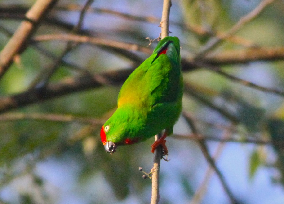Sulawesi Hanging-Parrot - Don Roberson