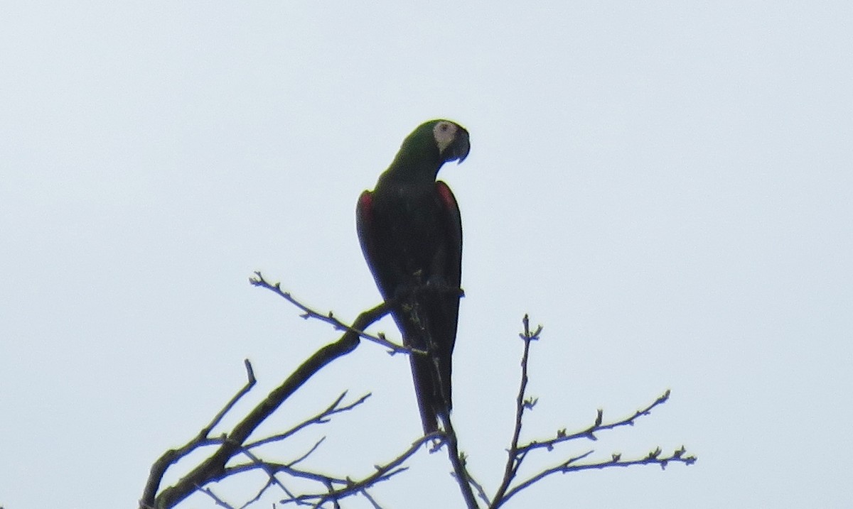 Chestnut-fronted Macaw - ML124915601