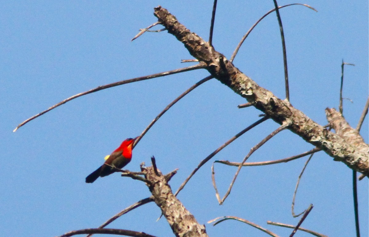 Crimson Sunbird (Sulawesi) - Don Roberson