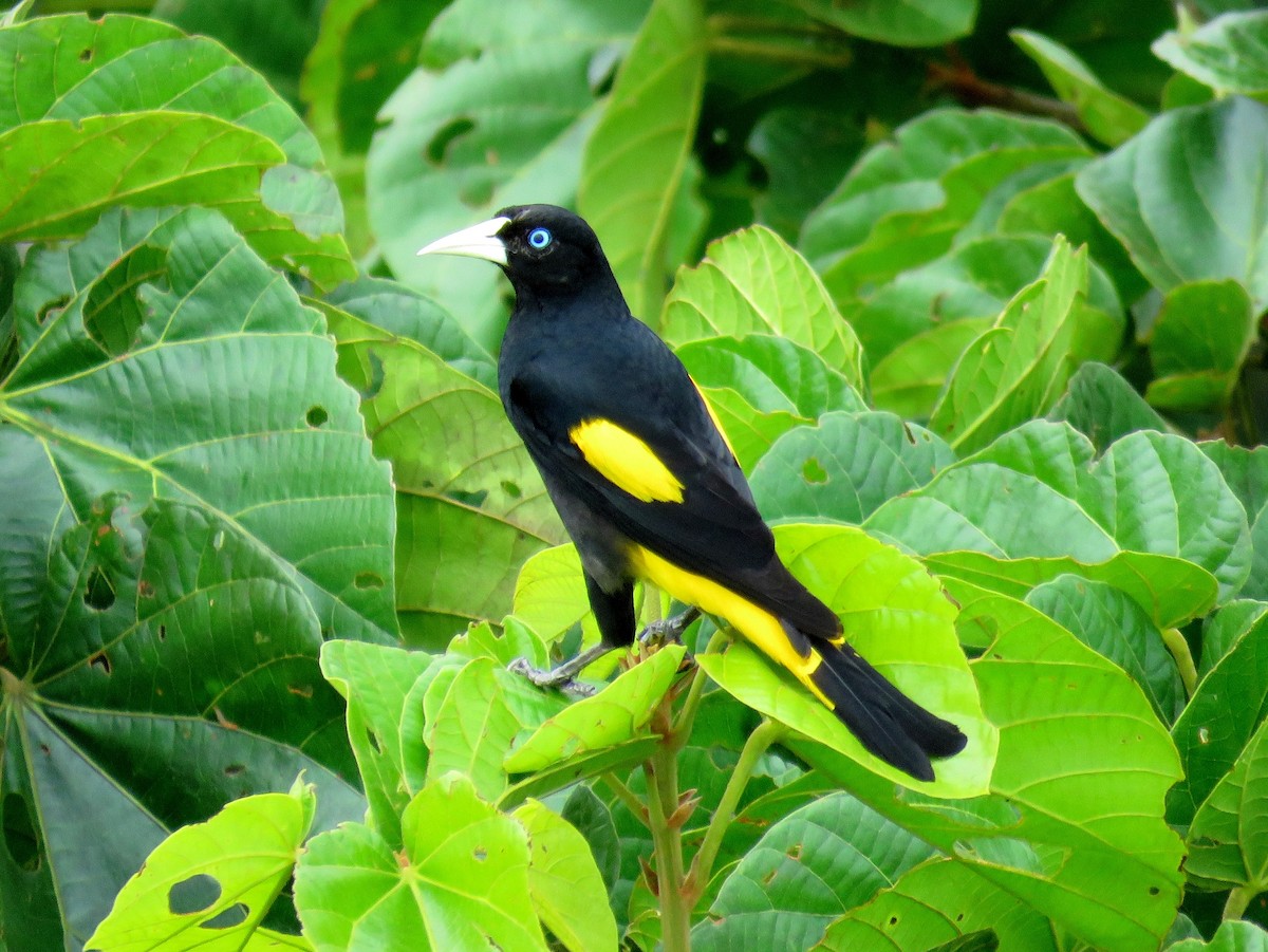 Yellow-rumped Cacique - ML124916201