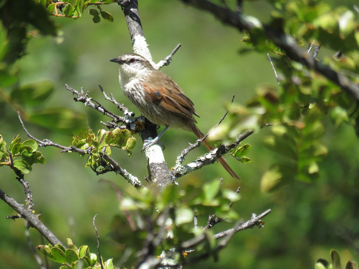 Great Spinetail - ML124917581