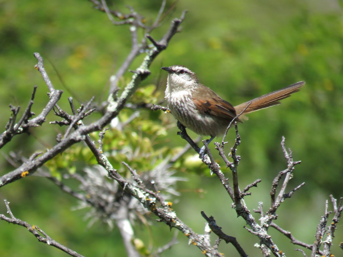Great Spinetail - ML124917591