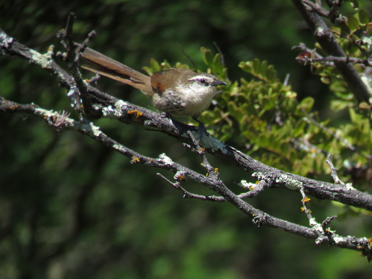 Great Spinetail - ML124917681