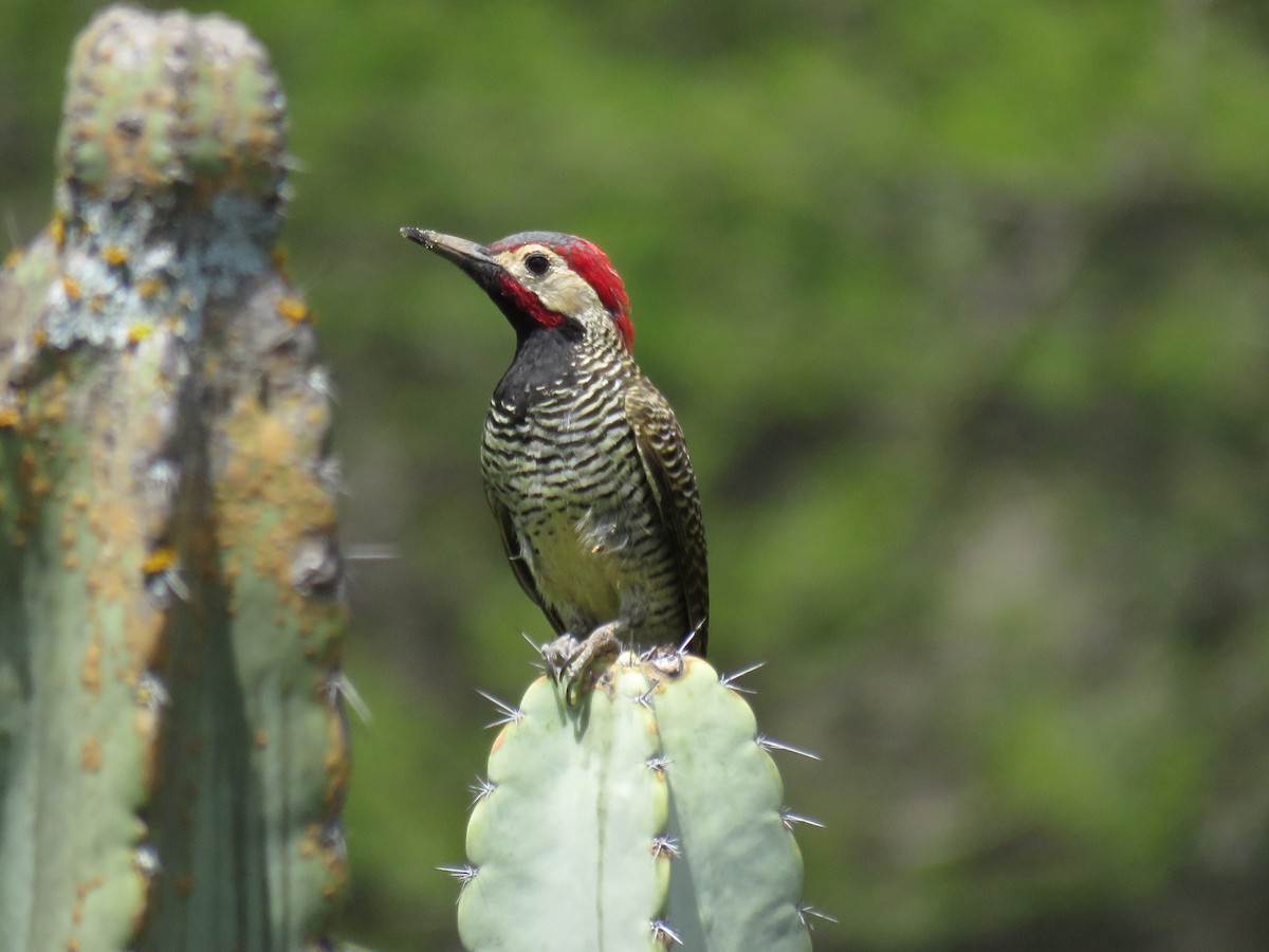 Black-necked Woodpecker - ML124917871