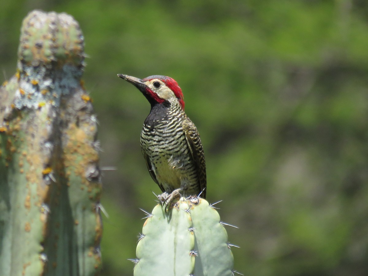 Black-necked Woodpecker - Manuel Roncal Inca Finch