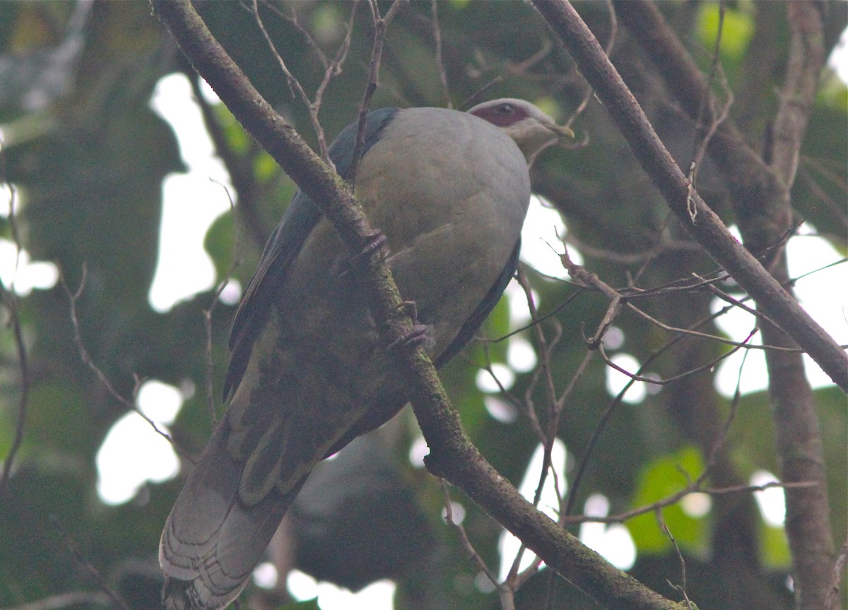 Red-eared Fruit-Dove (Red-eared) - ML124922841