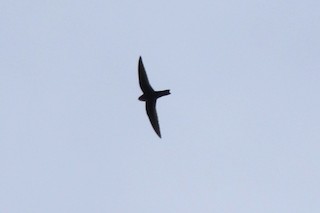 Black Swift, ML124923081