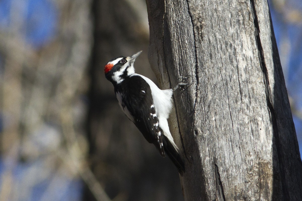 Hairy Woodpecker (Rocky Mts.) - ML124923501