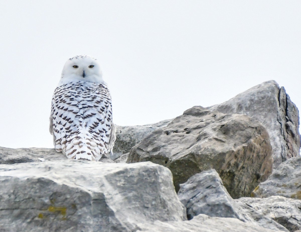 Snowy Owl - josh Ketry