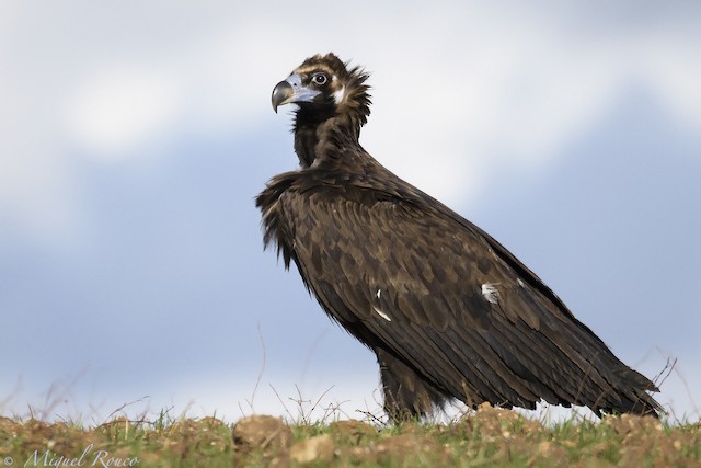 Cinereous Vulture (<em>Aegypius monachus</em>).&nbsp; - Cinereous Vulture - 