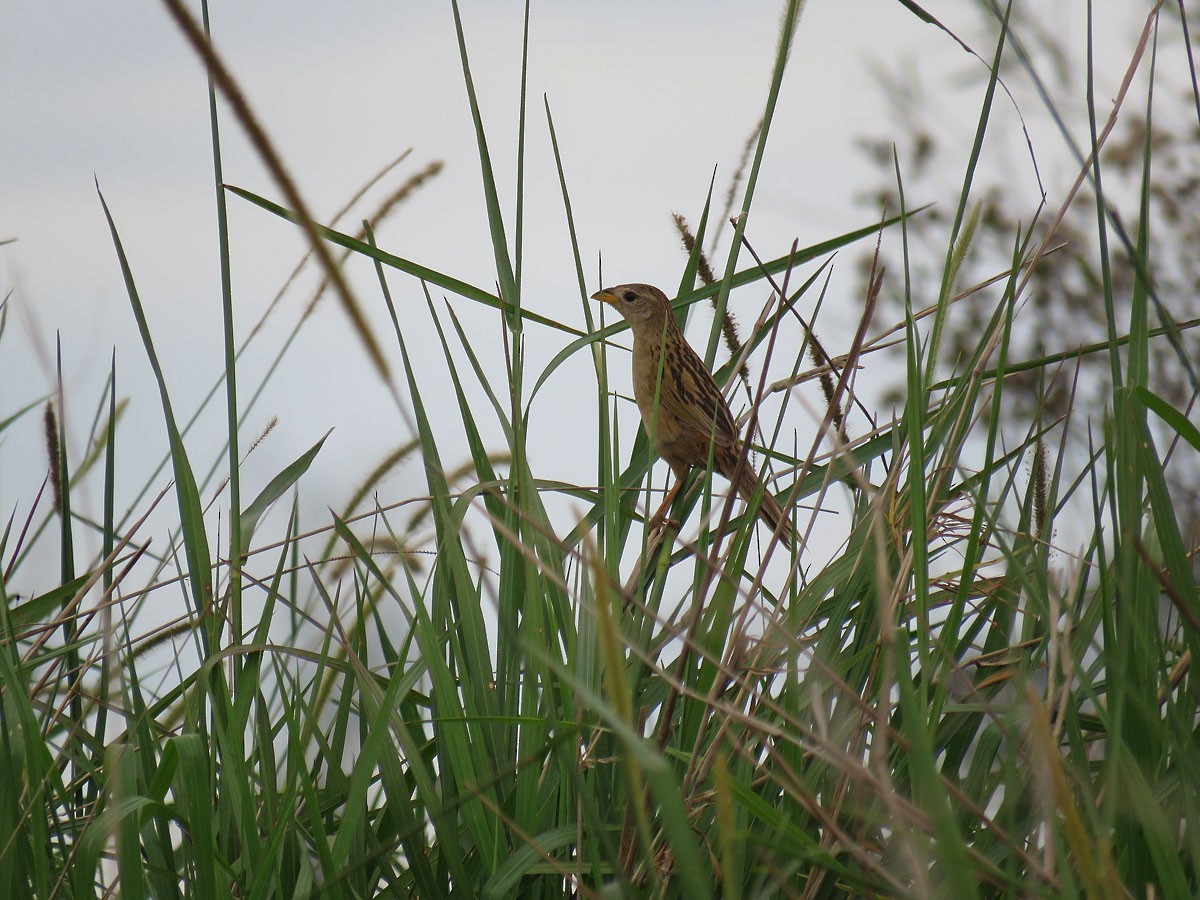Wedge-tailed Grass-Finch - Adrian Antunez