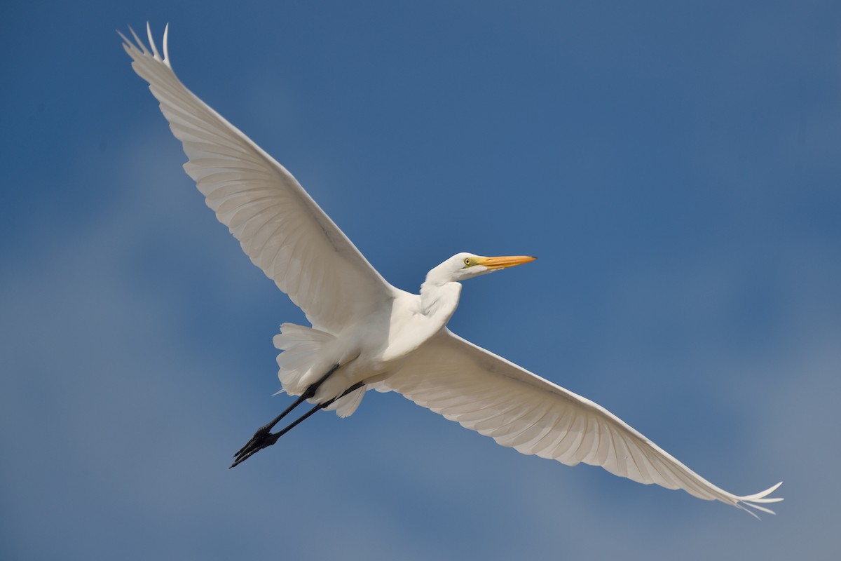 Great Egret - Michiel Oversteegen