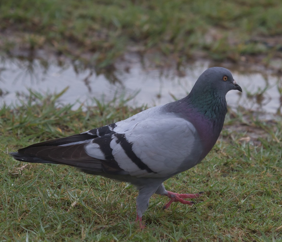 Rock Pigeon (Feral Pigeon) - Isaias Morataya
