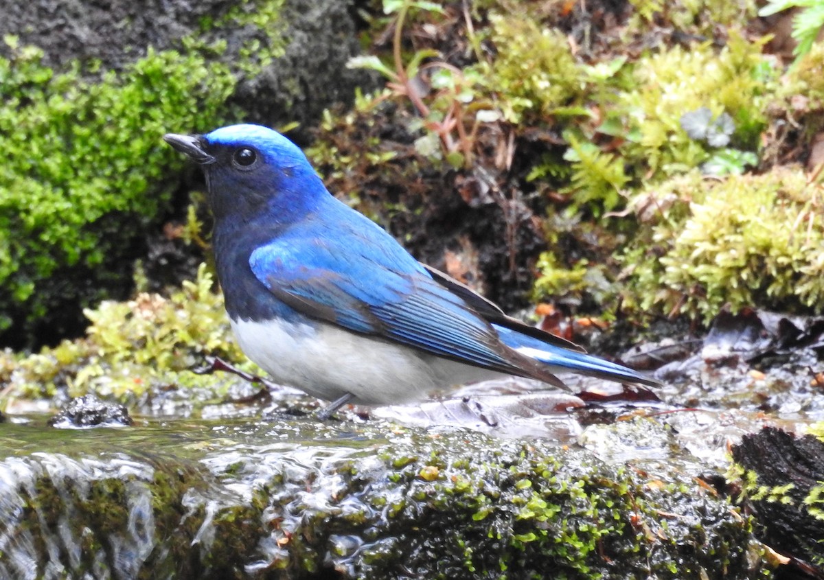 Blue-and-white Flycatcher - ML124934741
