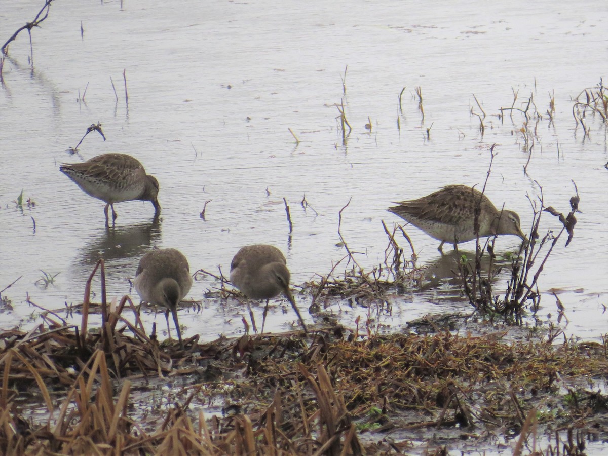 Long-billed Dowitcher - Pam Otley