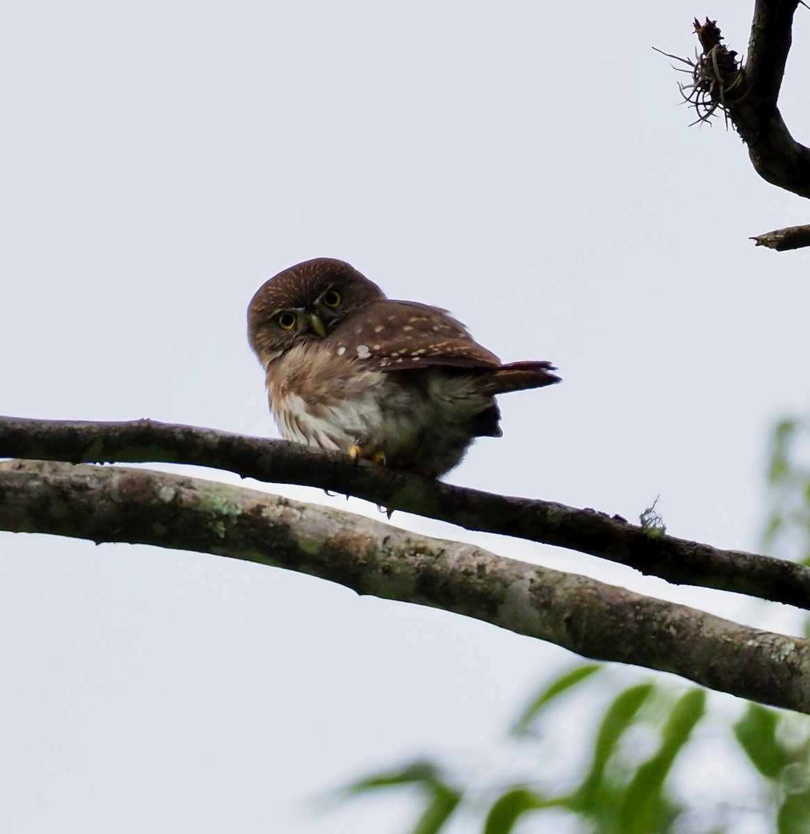 Ferruginous Pygmy-Owl - John Anderson
