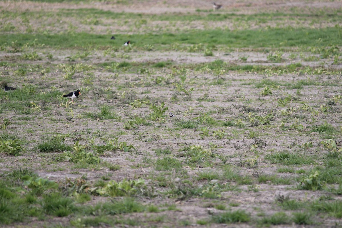 Double-banded Plover - ML124936451