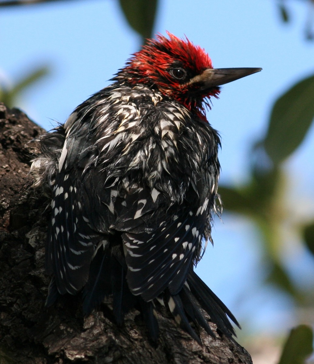 Red-breasted Sapsucker - ML124937031