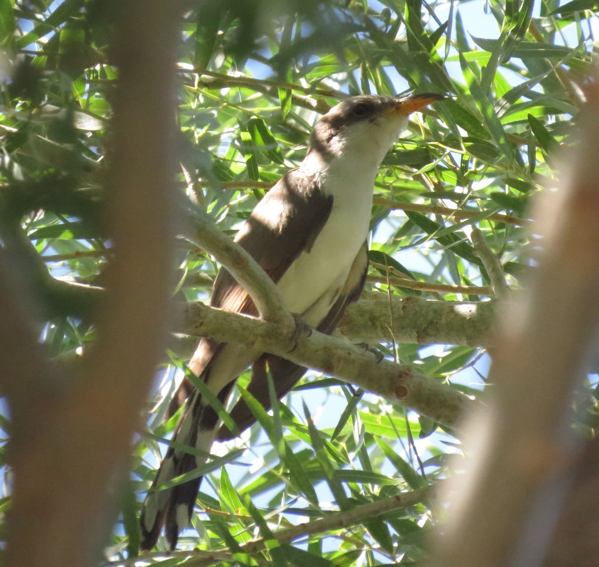 Yellow-billed Cuckoo - Brittany O'Connor