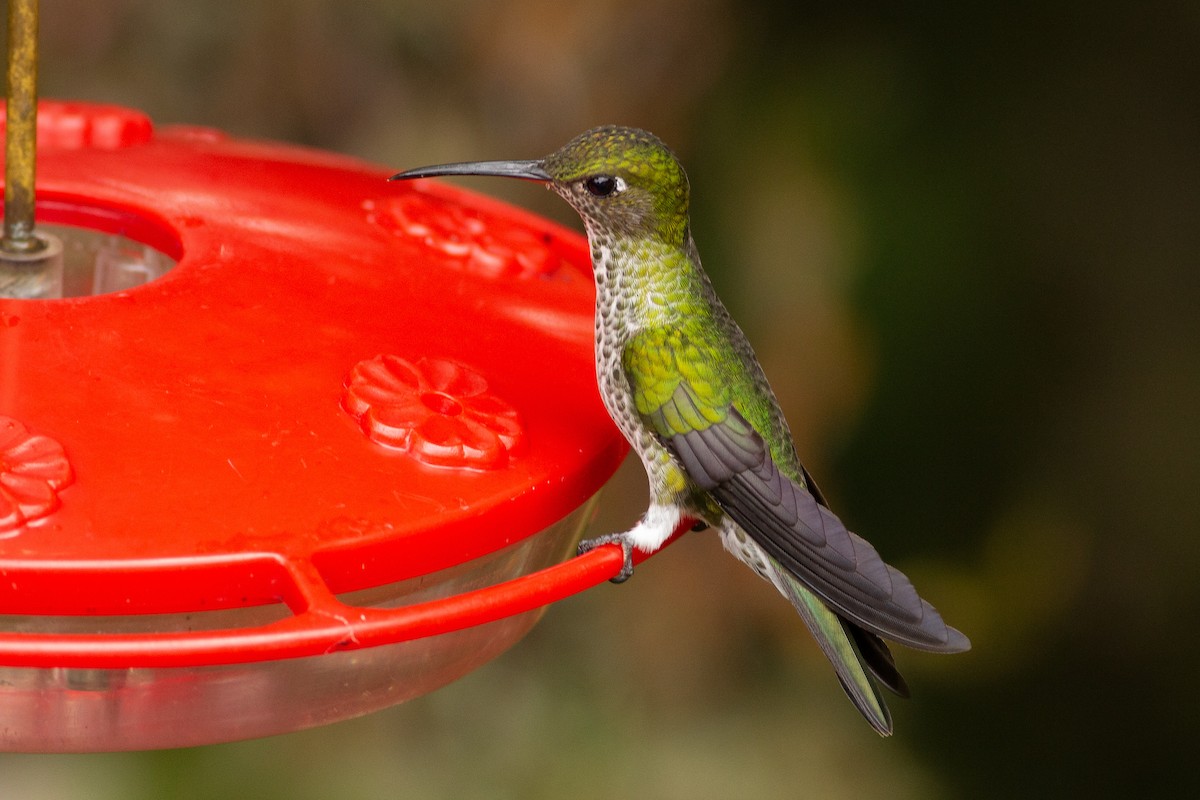 Many-spotted Hummingbird - ML124938161