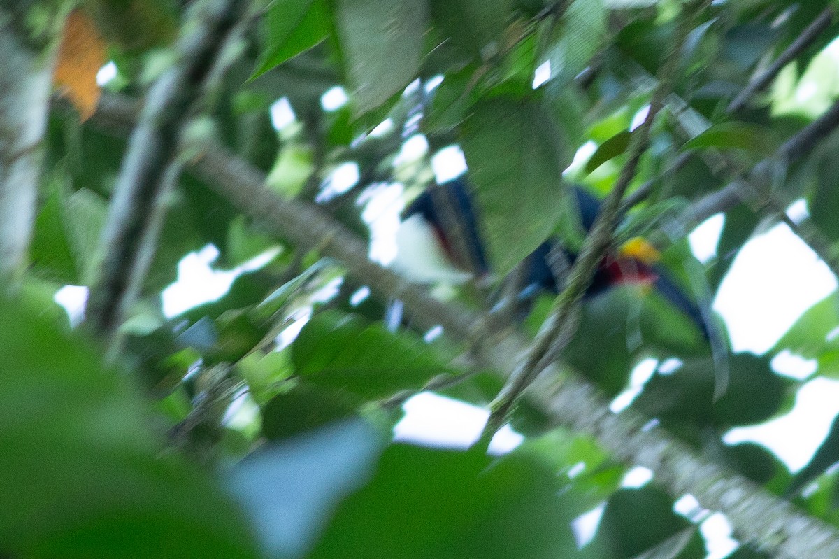 Channel-billed Toucan - Angus Pritchard