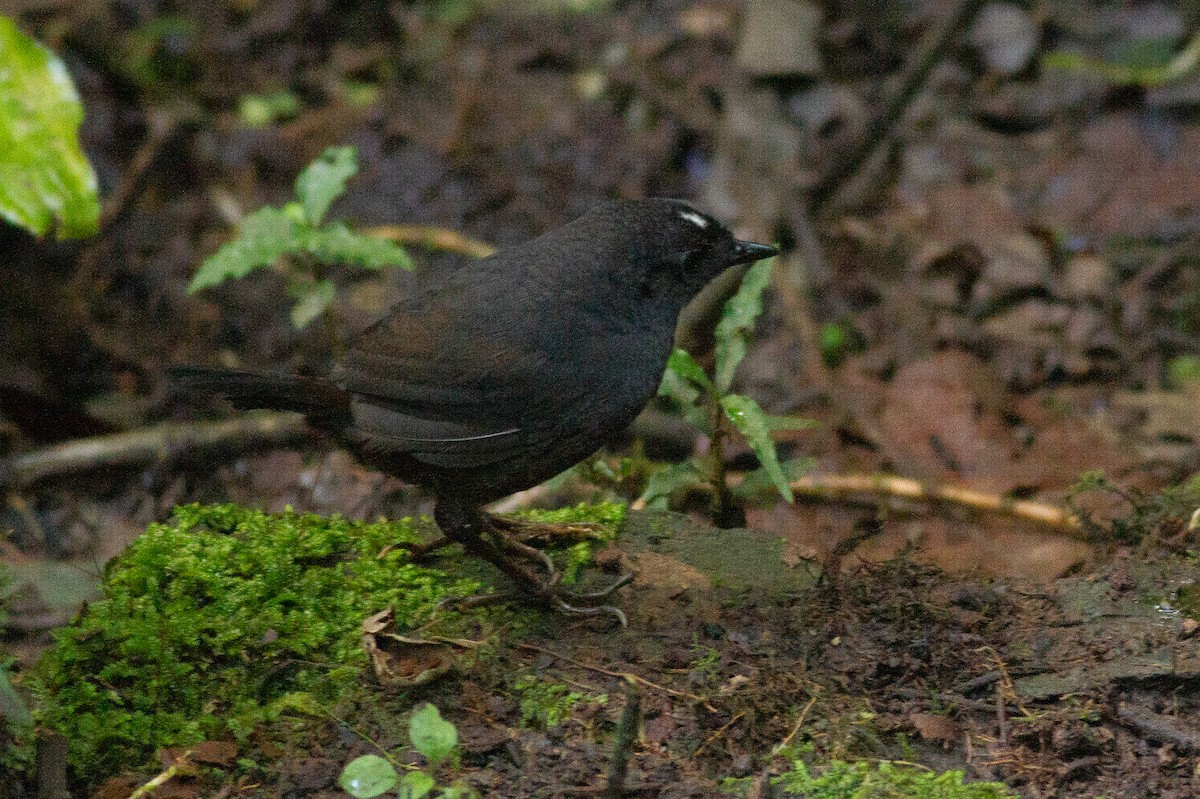 White-crowned Tapaculo - ML124939861