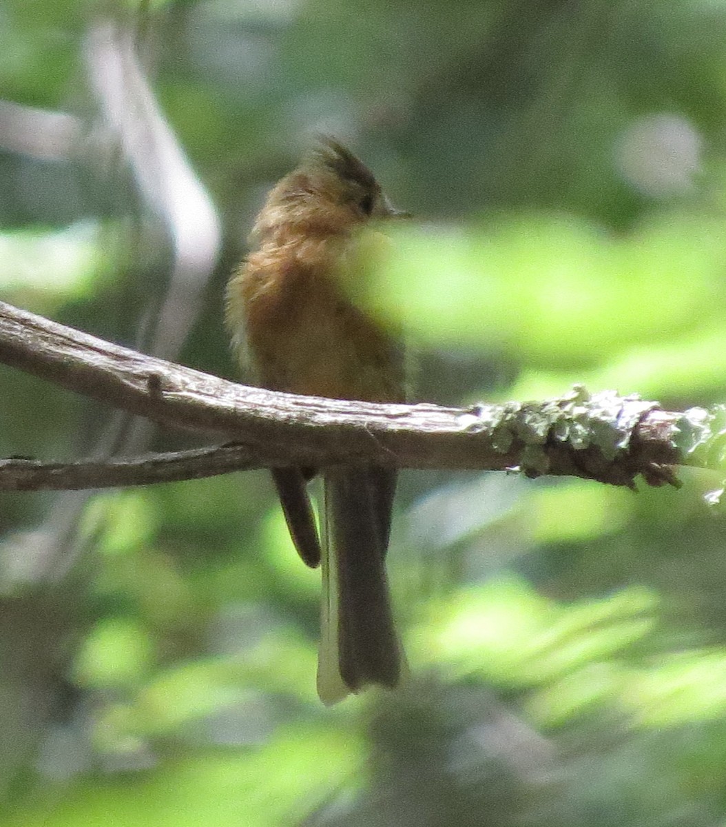 Tufted Flycatcher - Brittany O'Connor