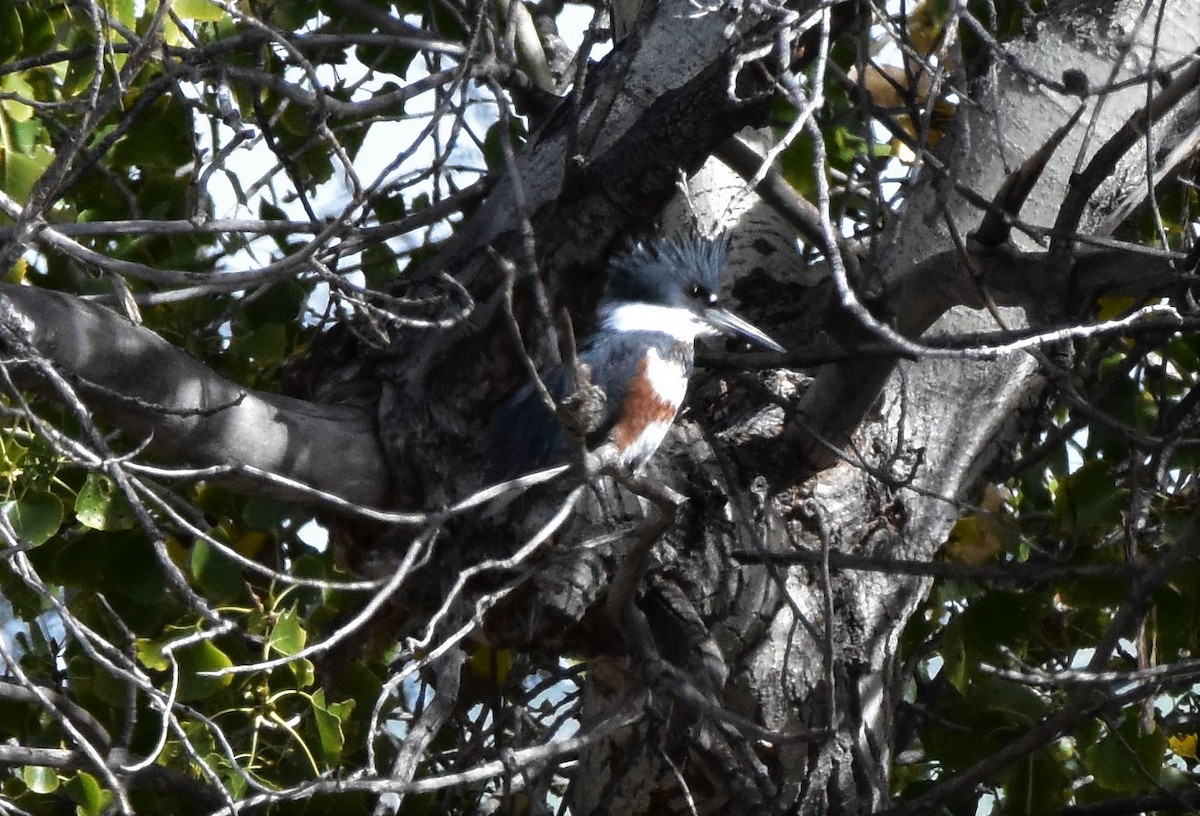 Belted Kingfisher - ML124943031