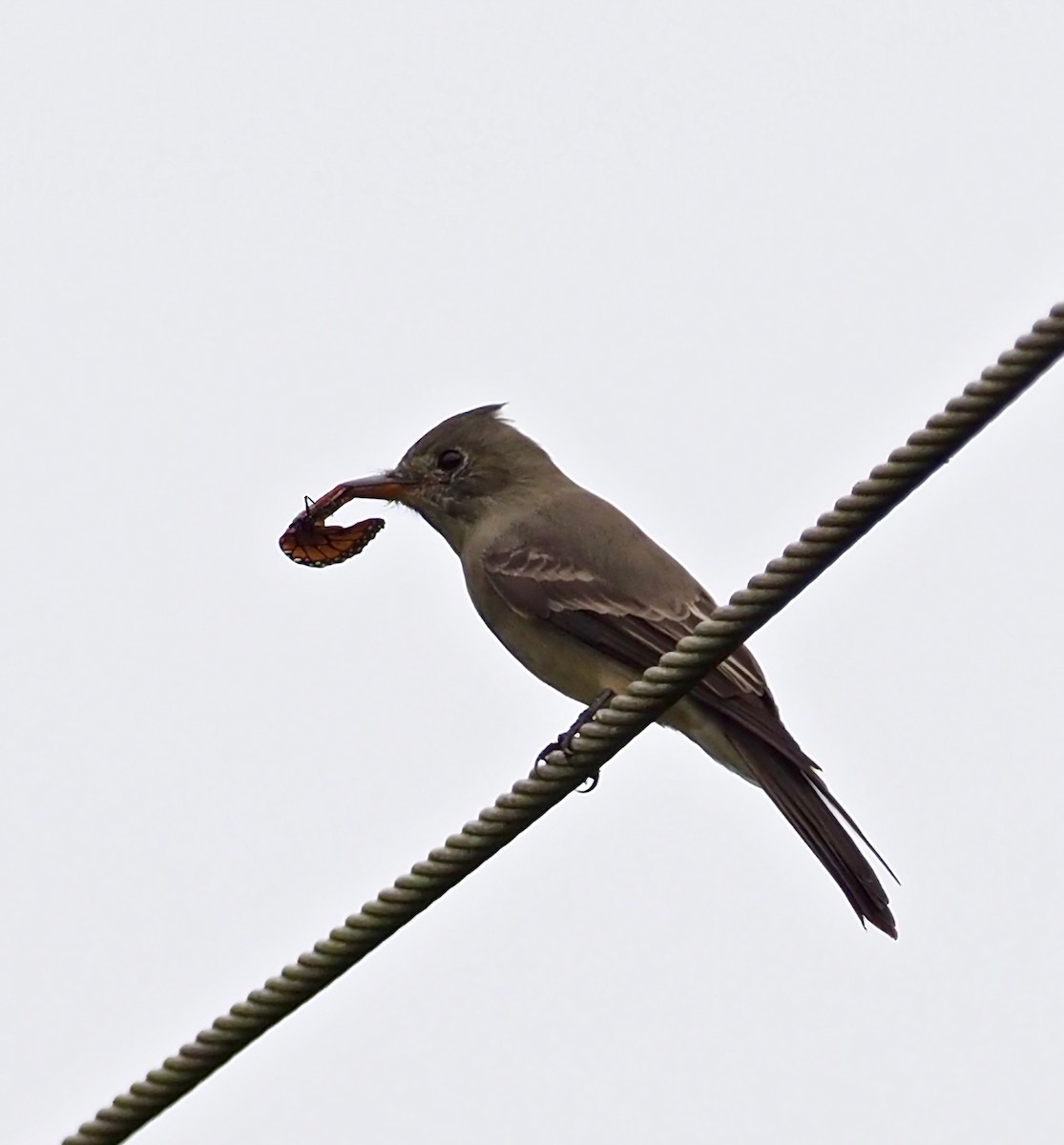 Greater Pewee - ML124943151