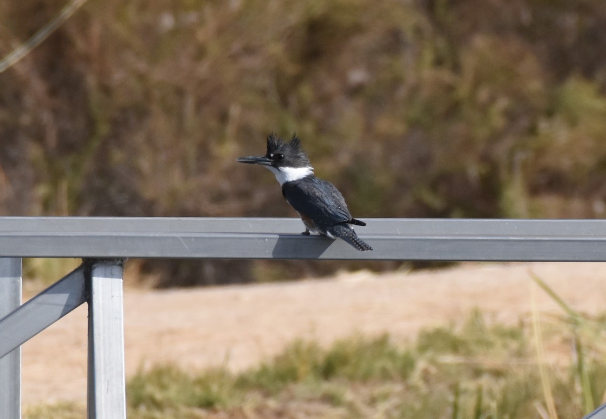 Belted Kingfisher - ML124943451