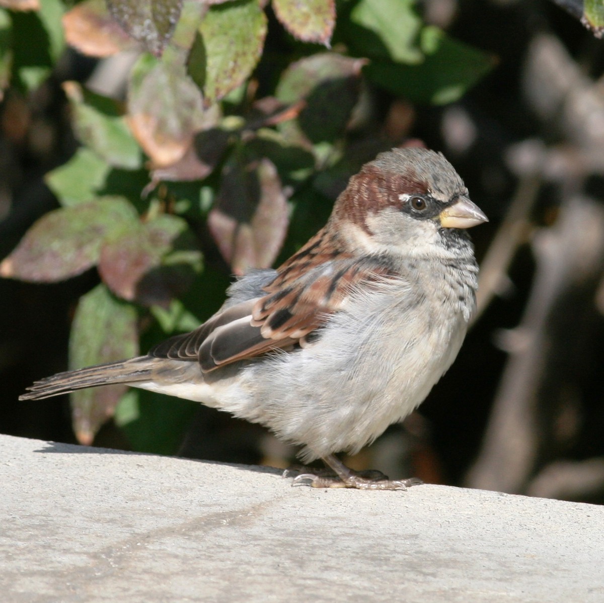 House Sparrow - Tom Benson