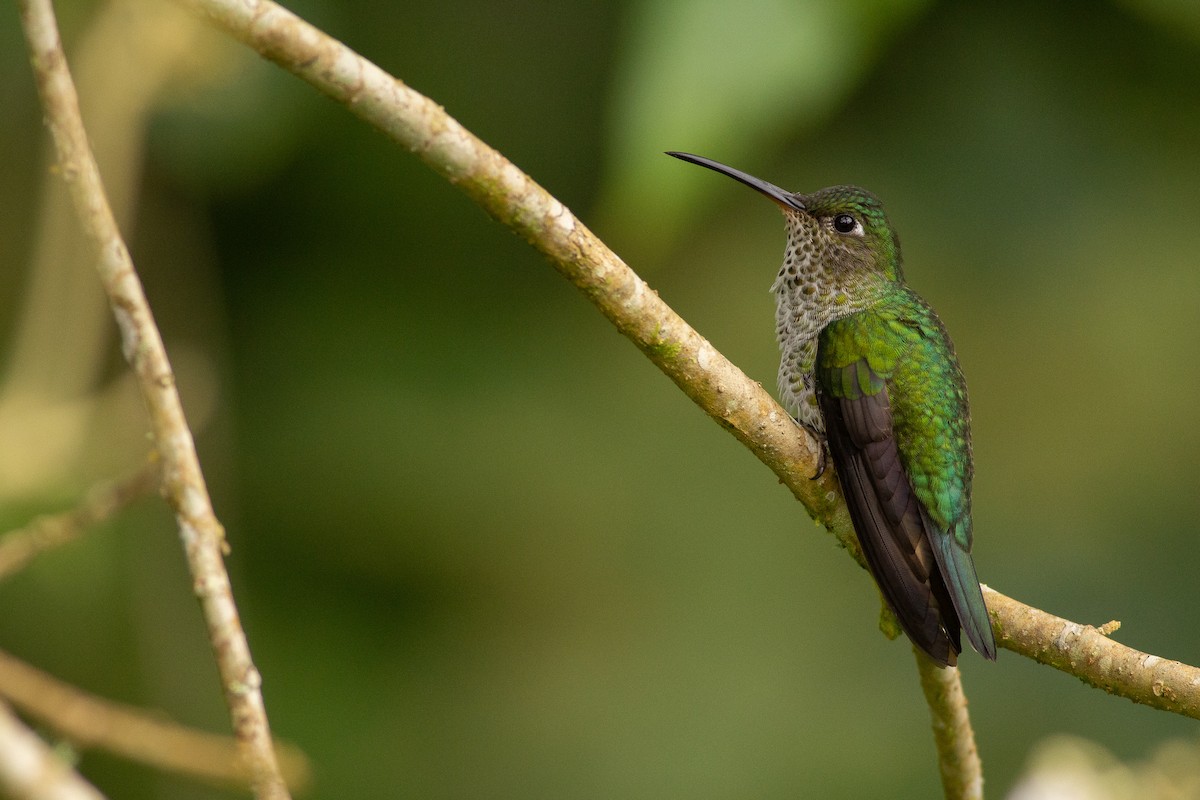 Many-spotted Hummingbird - Angus Pritchard