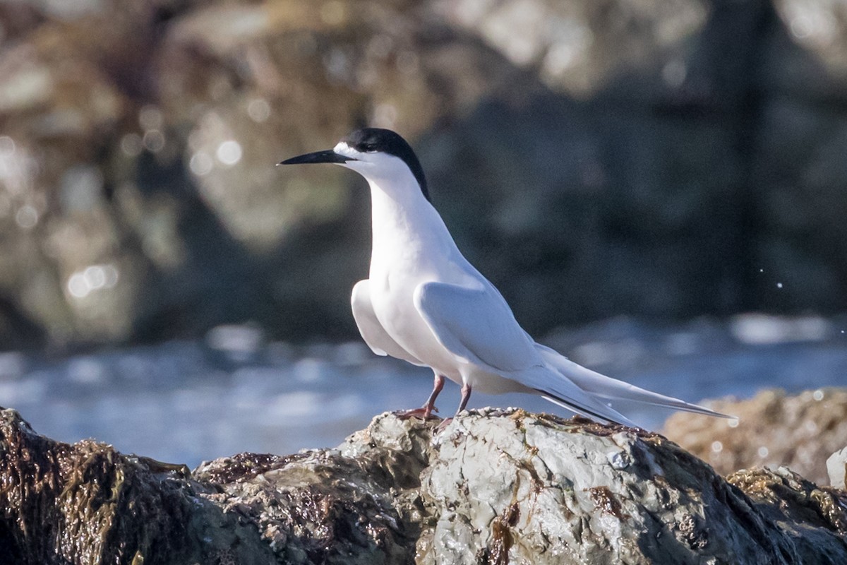 White-fronted Tern - Cassandre Crawford