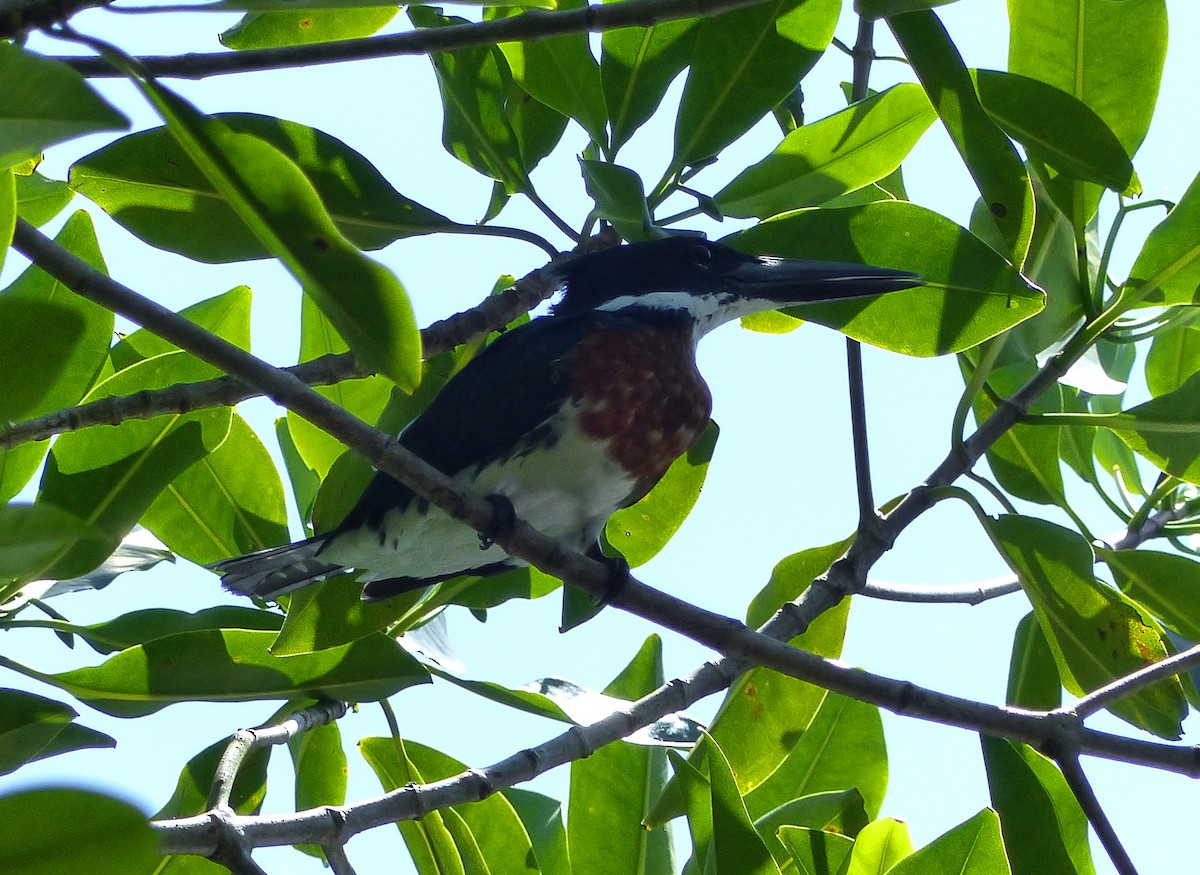 Amazon Kingfisher - ML124954331