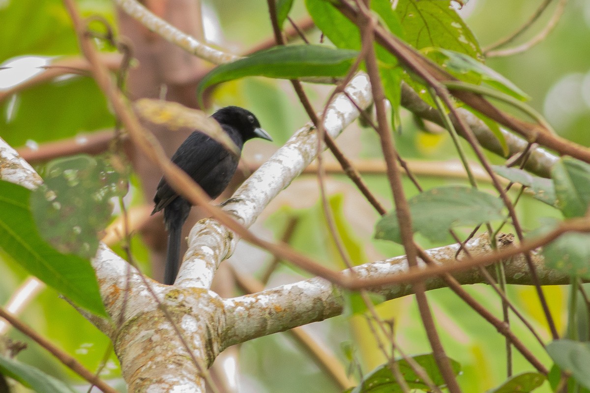 White-lined Tanager - Angus Pritchard