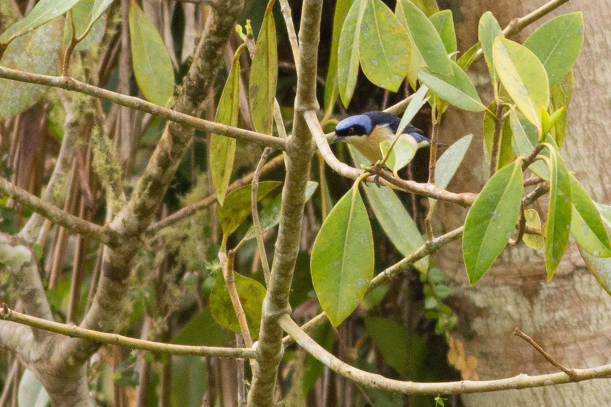Fawn-breasted Tanager - ML124958111