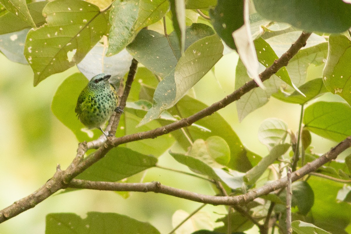 Spotted Tanager - ML124958391