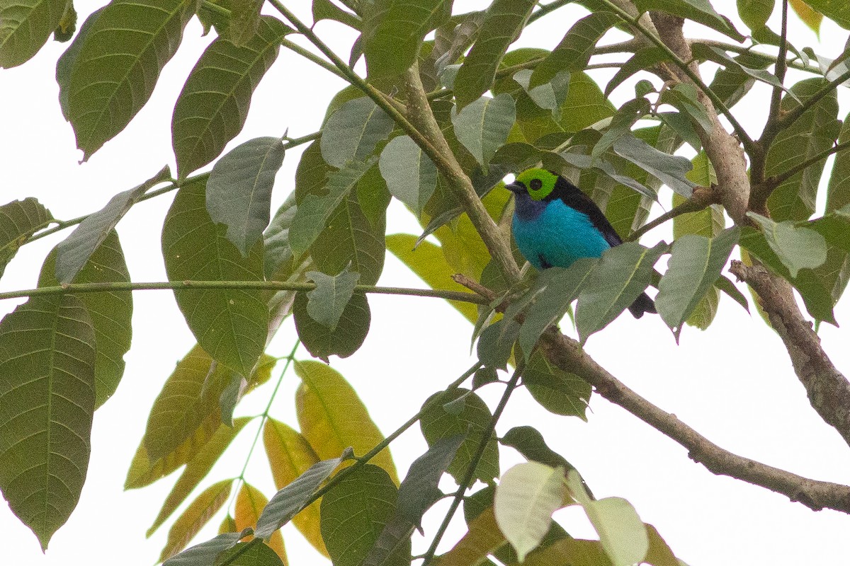 Paradise Tanager - ML124959051
