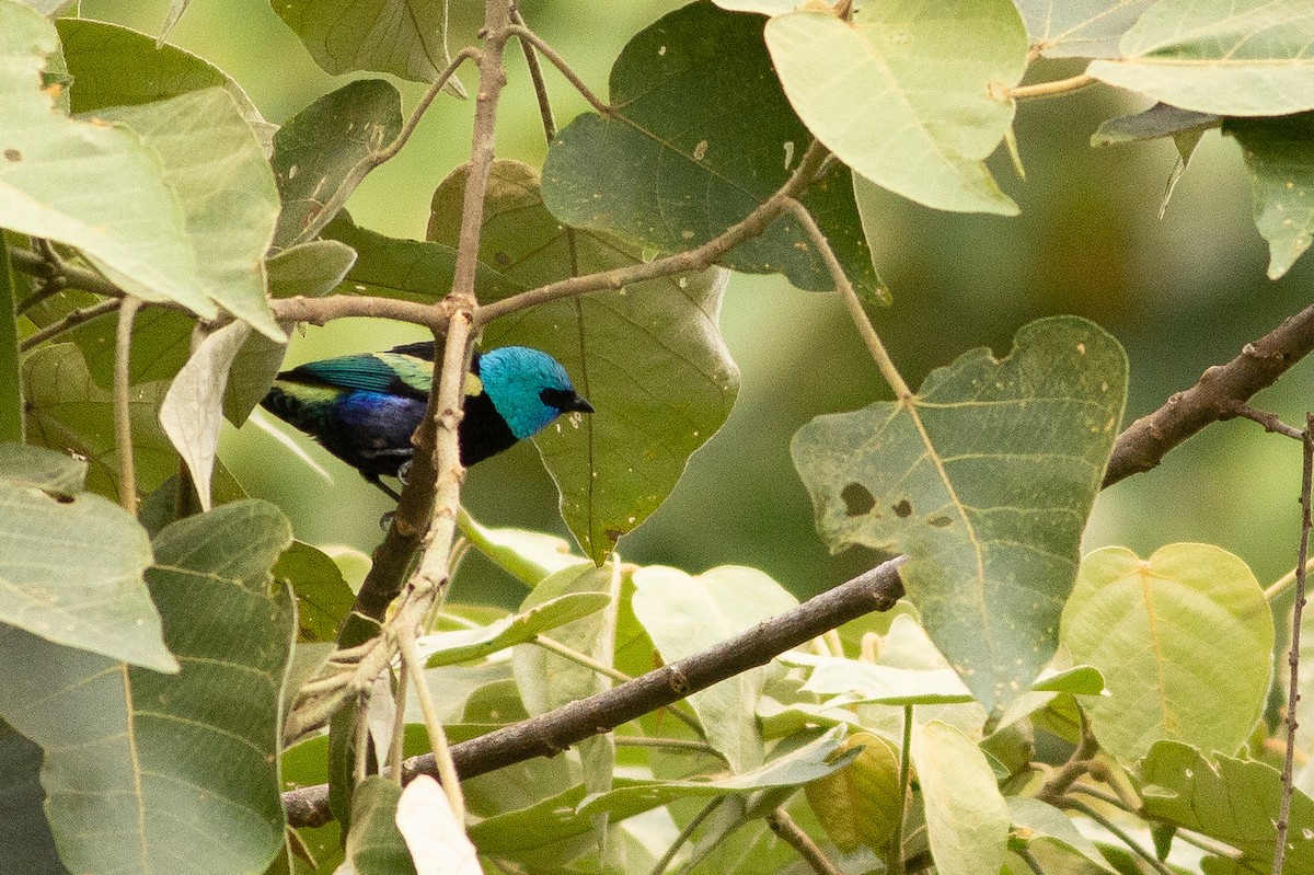 Blue-necked Tanager - ML124959101