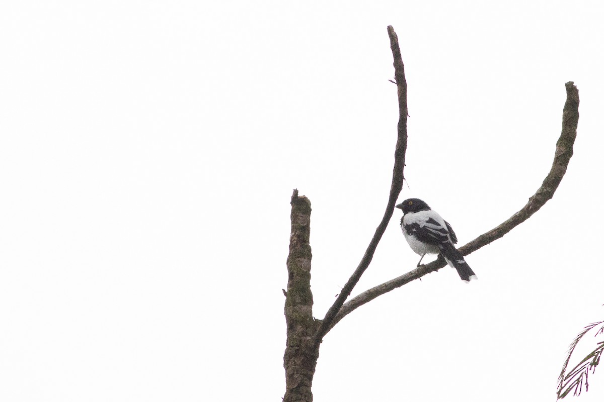 Magpie Tanager - ML124959511