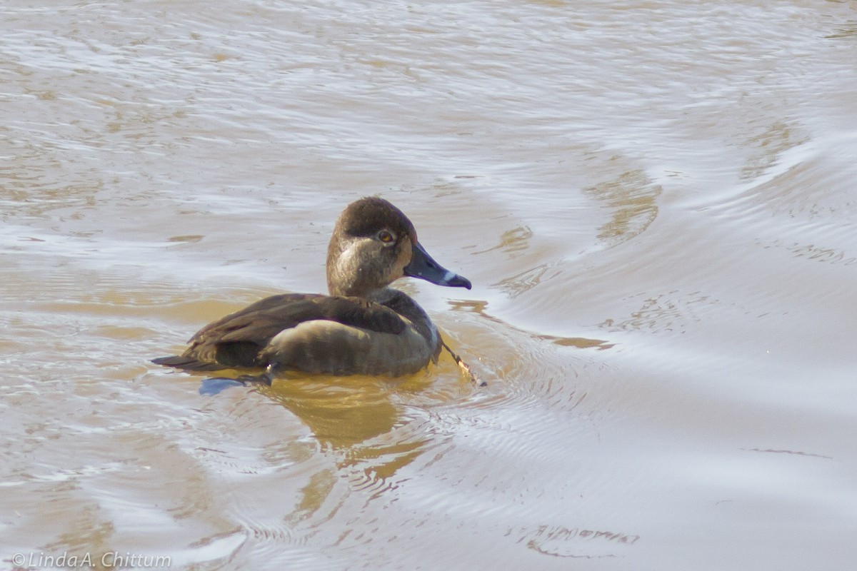 Ring-necked Duck - ML124959561