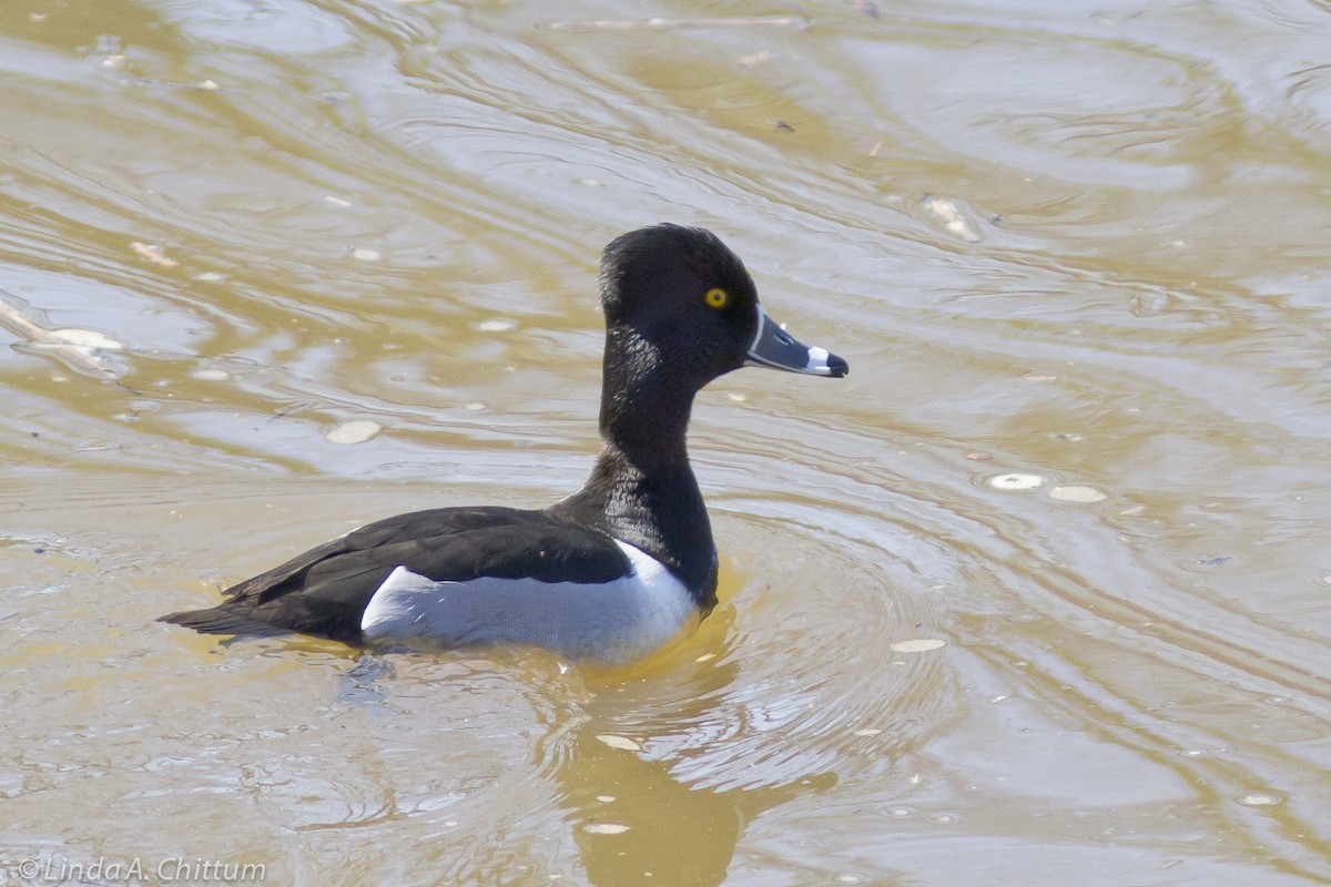 Ring-necked Duck - ML124959571